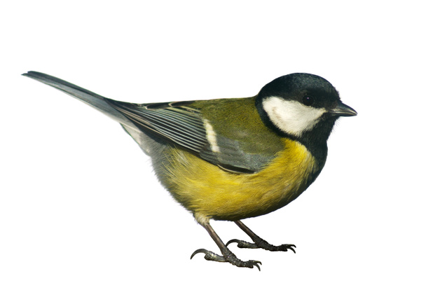 Titmouse bird, isolated on white - Photo, Image