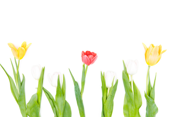 Beautiful tender tulips - Photo, Image