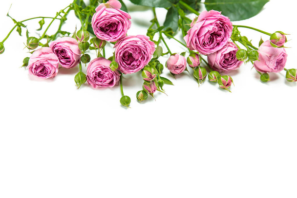Schöne rosa Rosen - Foto, Bild