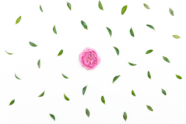 Beautiful pink rose - Foto, imagen