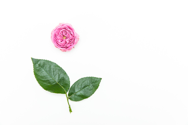 piękna różowa róża - Zdjęcie, obraz