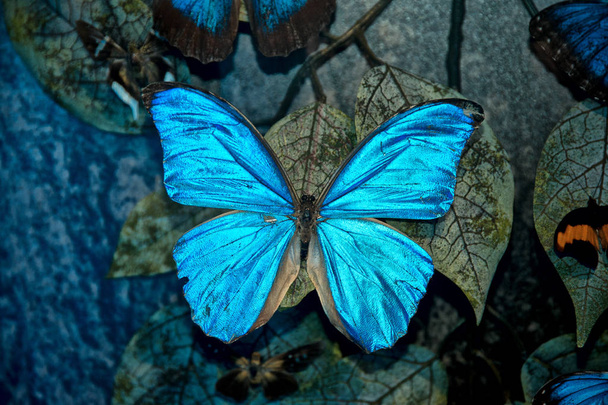 Tropical Summer butterfly - Valokuva, kuva
