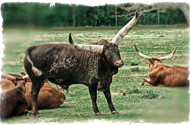 Горные коровы Африки
 - Фото, изображение