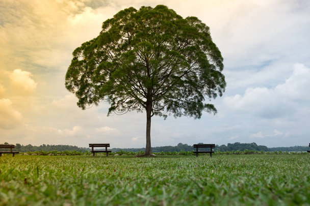 schöne einsame Baum in der grünen Wiese haben Bank auf beiden Seiten sie Himmel und Wolken Hintergrund, dieses Bild für die Natur-Konzept - Foto, Bild