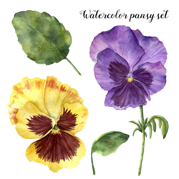 Watercolor pansy set. Hand painted floral illustration with leaves, viola flowers and branches isolated on white background. For design, print and fabric - Photo, Image