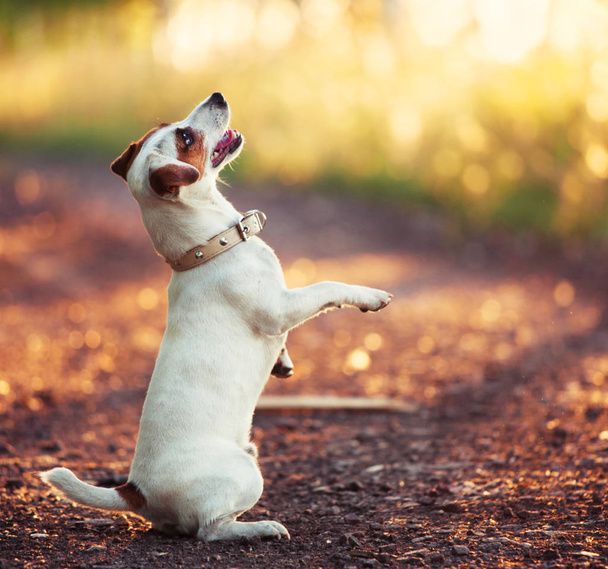 Dog training outdoors - Valokuva, kuva