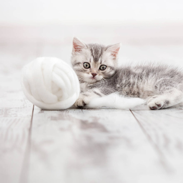 Curious gray kitten - Фото, изображение