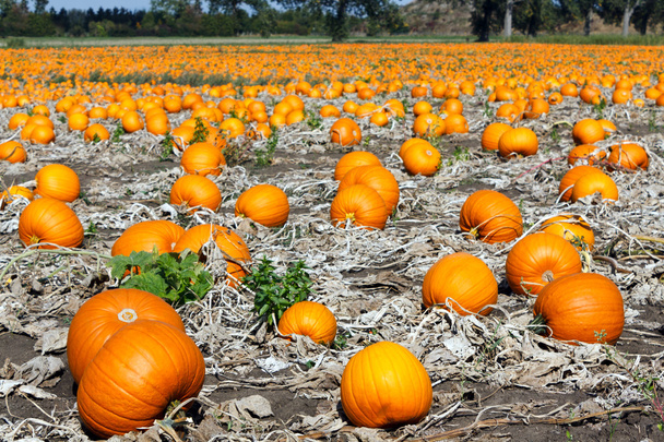 Pumpkin field - Photo, Image