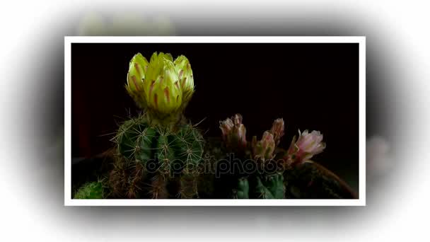 Time lapse of opening and closing cactus flowers. - Footage, Video
