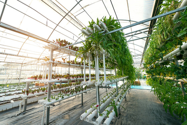 Λαχανικά φυτά που αναπτύσσονται σε μια μάγισσα θερμοκηπίου κατασκευασμένο από μεταλλικά προφίλ - Φωτογραφία, εικόνα