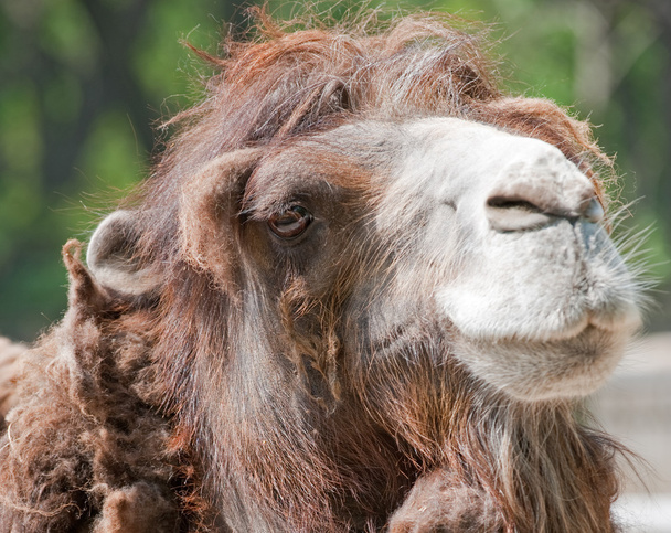 Camel - Valokuva, kuva