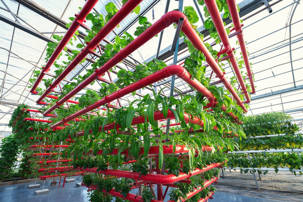 Λαχανικά φυτά που αναπτύσσονται σε μια μάγισσα θερμοκηπίου κατασκευασμένο από μεταλλικά προφίλ - Φωτογραφία, εικόνα