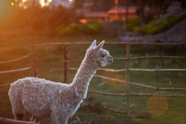 Mascota Lama en granja
 - Foto, imagen