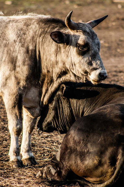 A bikák hazugság egy farm közelében széna nyugalomban - Fotó, kép