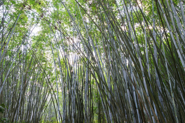 Tło z bambusami w Azji - Zdjęcie, obraz