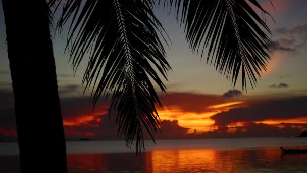 Los rayos del sol pasan a través de la rama de la palma. Árboles tropicales en la costa. Tiempo de puesta del sol
 - Metraje, vídeo