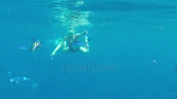 Młoda kobieta nurkowań i idzie z rurką w błękitnych wodach Morza Czerwonego, w zwolnionym tempie - Materiał filmowy, wideo