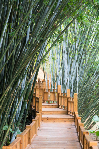Fundo de plantas de bambu na Ásia
 - Foto, Imagem