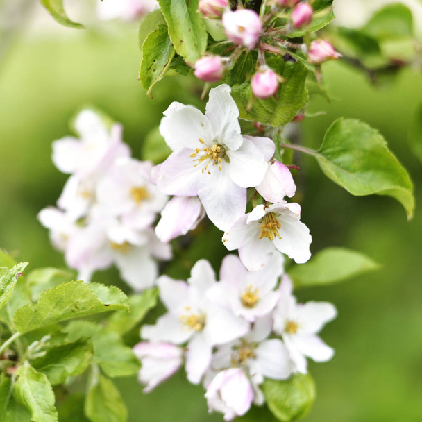 Цвітіння або цвітіння яблуні з білими і рожевими квітами
  - Фото, зображення