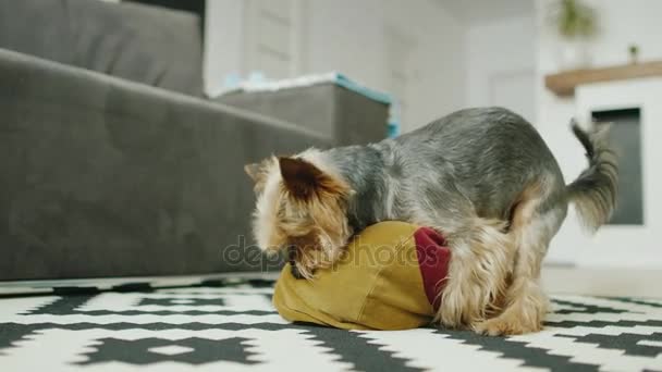 A small dog has sex with a pillow at home. - Video