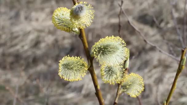 Virágzó rügyek, a punci fűzfa száraz fű háttér - Felvétel, videó