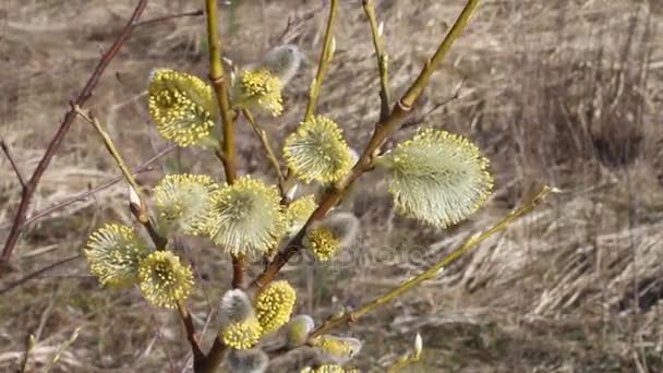 Kwitnących pąków na Ropna wierzba tle suchej trawy - Materiał filmowy, wideo