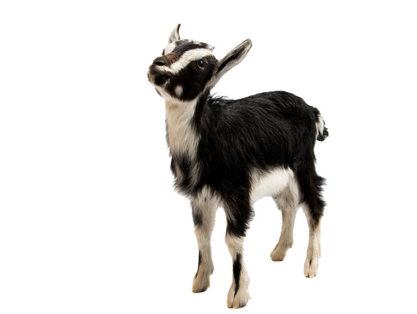 Изолированные козы
  - Фото, изображение