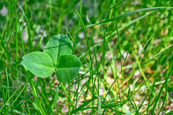 Φύλλα πράσινο τριφύλλι σε ένα τοπίο με φόντο το καλοκαίρι - Φωτογραφία, εικόνα