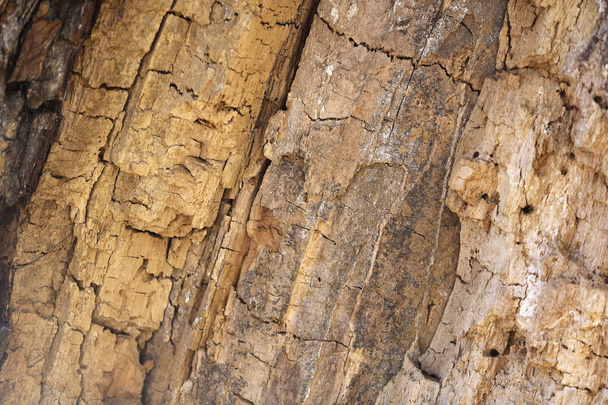 Background with the image of an old tree close up - Valokuva, kuva
