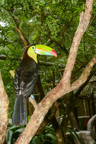 καρίνα-τιμολογημένος toucan - Φωτογραφία, εικόνα