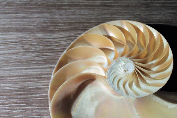 Nautilus Shell szimmetriát Fibonacci fél keresztmetszete spirál aranymetszés szerkezete a növekedés közeli vissza világít anyja gyöngy közelről (Pompilius Nautilus) készlet, Fénykép, Fénykép, kép, kép, - Fotó, kép