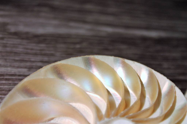 Nautilus shell Symmetrie fibonacci Halbquerschnitt Spirale goldener Schnitt Struktur Wachstum Nahaufnahme hinten beleuchtete Perlmutt Nahaufnahme (pompilius nautilus )  - Foto, Bild
