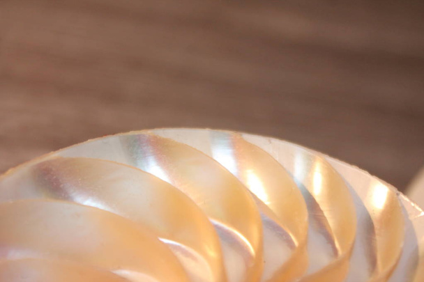nautilus shell symmetry Fibonacci half cross section spiral golden ratio structure growth close up back lit mother of pearl close up (pompilius nautilus) stock, foto, fotografía, imagen, fotografía
, - Foto, Imagen