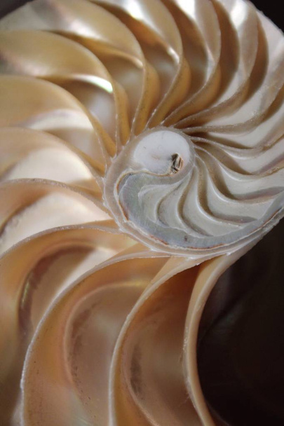 simetría de la cáscara del nautilus Fibonacci sección media espiral proporción dorada crecimiento de la estructura de cerca detrás iluminado madre de la perla de cerca (pompilius nautilus
 )  - Foto, Imagen