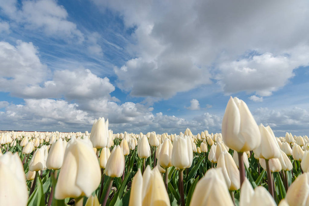 Holland virághagyma-mezőkhöz és a híres tulipán - Fotó, kép