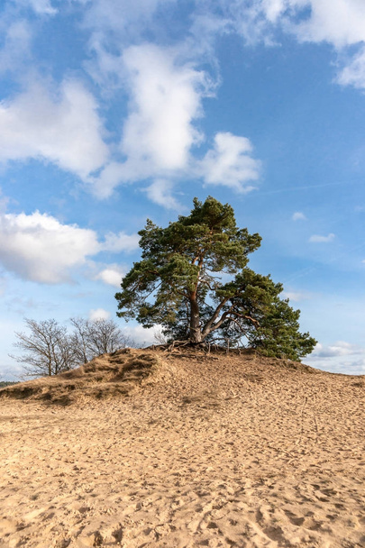 Δέντρα και αμμώδεις πεδιάδες κατά το ολλανδικό επιδόρπιο - Φωτογραφία, εικόνα