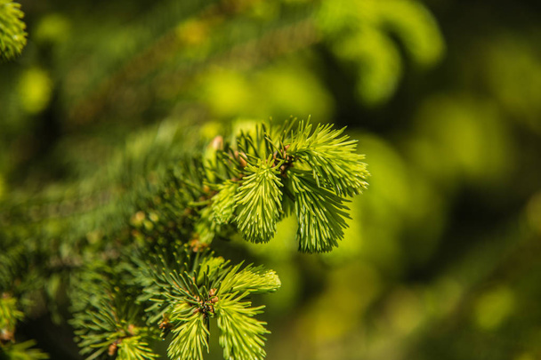 Ramos de agulhas de pinheiro com verde macio
 - Foto, Imagem