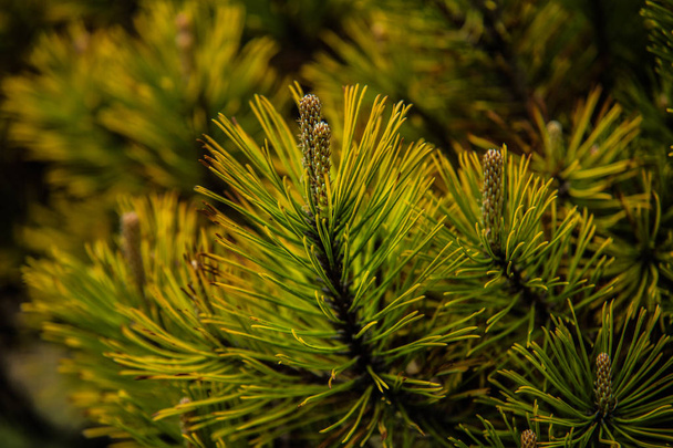 Zweige von Kiefernnadeln mit sanftem Grün - Foto, Bild