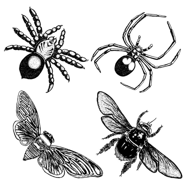 Big set of insects - Vektor, obrázek
