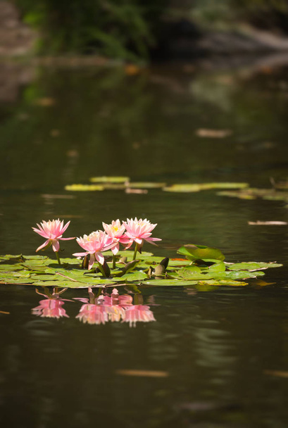 Güzel pembe Lotus çiçekleri Lily Pond - Fotoğraf, Görsel