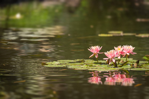 Pink Lotus Flowers Lily Pond
 - Фото, изображение