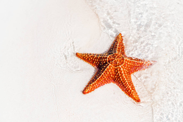 Arena blanca tropical con estrellas de mar rojas en aguas claras - Foto, Imagen