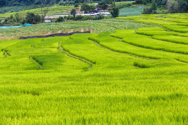 Zöld teraszos rizs mező Mae Klang Luang, Mae Chaem, Chiang Mai, Thaiföld - Fotó, kép