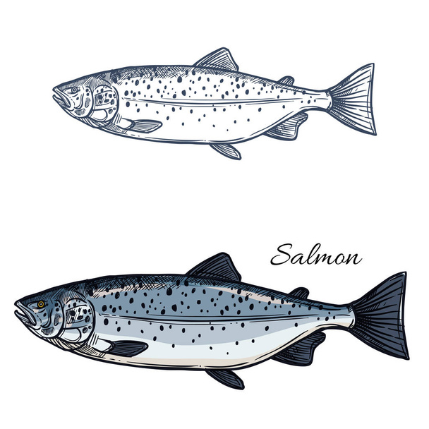 Salmon fish vector isolated sketch icon - Вектор, зображення