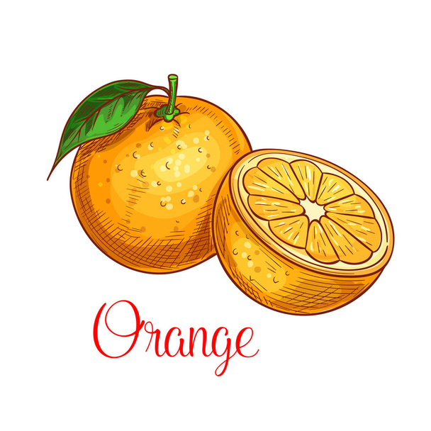 Orange vector sketch isolated fruit icon - Vector, Image