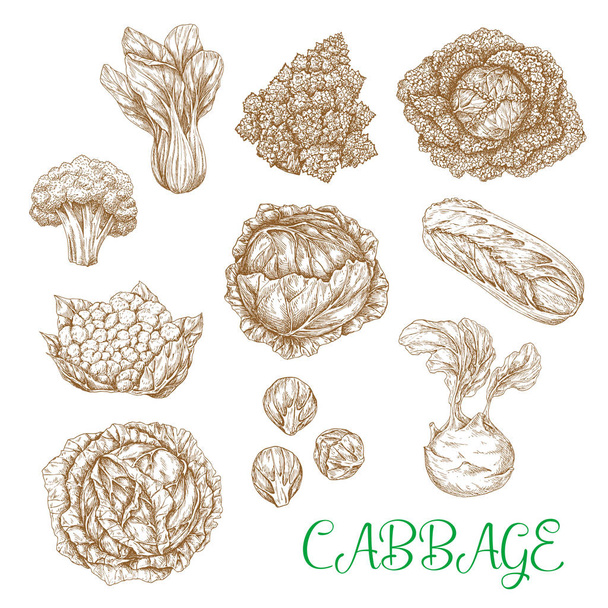 Векторні ескізні значки з капустяних овочів
 - Вектор, зображення