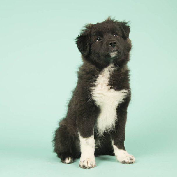 Cross breed Border Collie puppy on green - Photo, Image