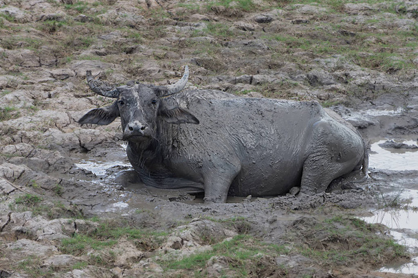 Водяний буйвол в грязі в дикій природі
. - Фото, зображення