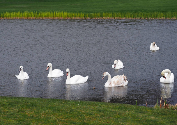 The Swan lake - Photo, Image