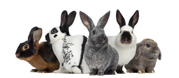 Grupo de coelhos, isolados em branco
 - Foto, Imagem